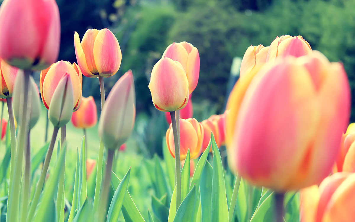 Spring Trivia Quiz Tulips