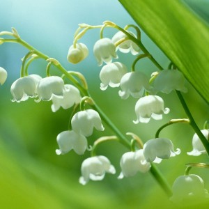 May Trivia Quiz Lily of the valley