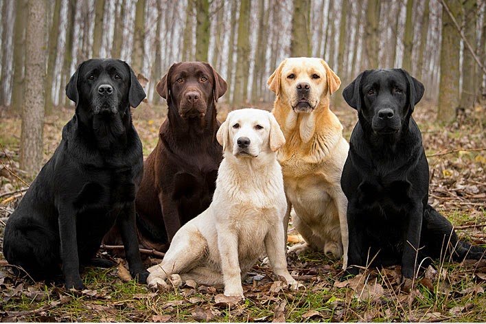 Dog Breeds Quiz: Can You Name Them? 🐶 01