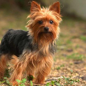 🐶 Pick Your Favorite Dog Breeds and We’ll Tell You Your Personality Yorkshire Terrier