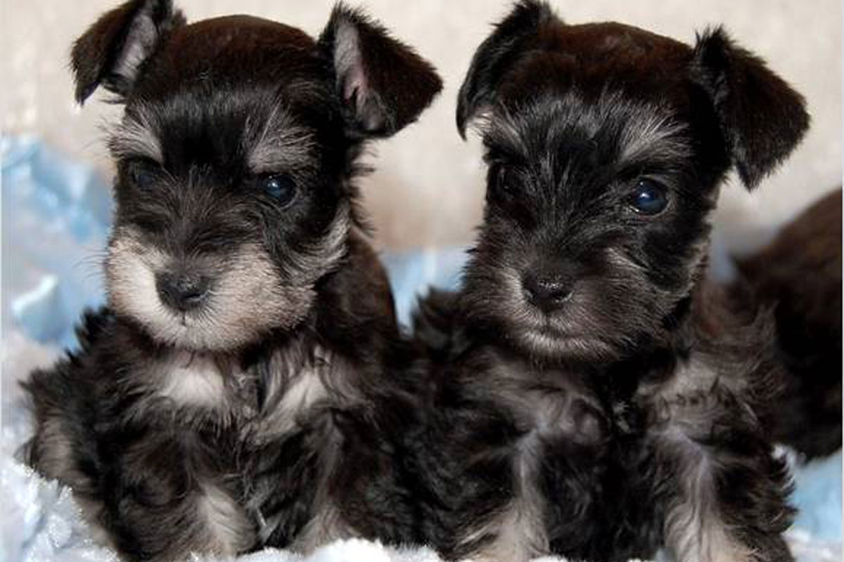 If You Want to Know the Number of 👶🏻 Kids You’ll Have, Choose Some 🐶 Dogs to Find Out Schnauzer