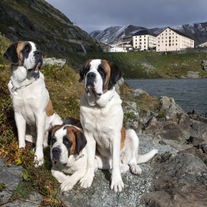 🐕 Help These Celebrities Adopt a Dog to Find Out Who Your Celeb BFF Is Saint Bernard
