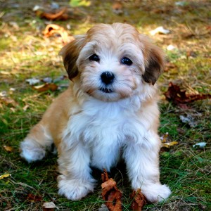 Answer These 22 Questions to Find Out If You Have Enough General Knowledge Havanese