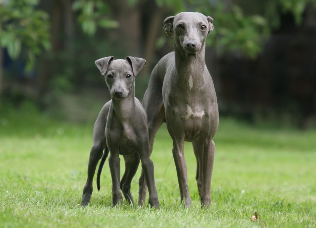 Dog Breeds Quiz: Can You Name Them? 🐶 Italian Greyhound