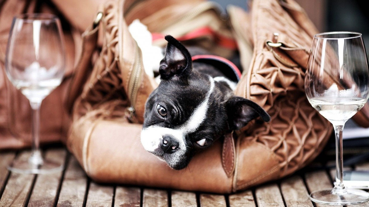 Geography Quiz Where Every Question Comes With Dog Clue Boston Terrier in Bag