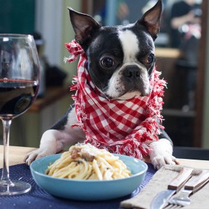 Can You Pass This Geography Quiz Where Every Question Comes With a 🐶 Dog-Related Clue? Boston