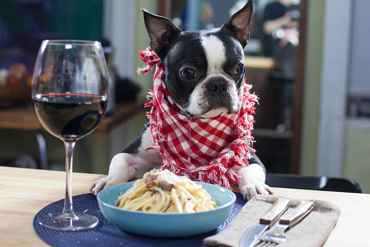 How Well Do You Know Boston Slang? Boston Terrier