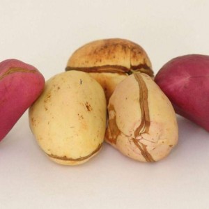If You Can Score Better Than 75% On This Totally Random Trivia Test, 🤓 You’re a Genius Kola nuts