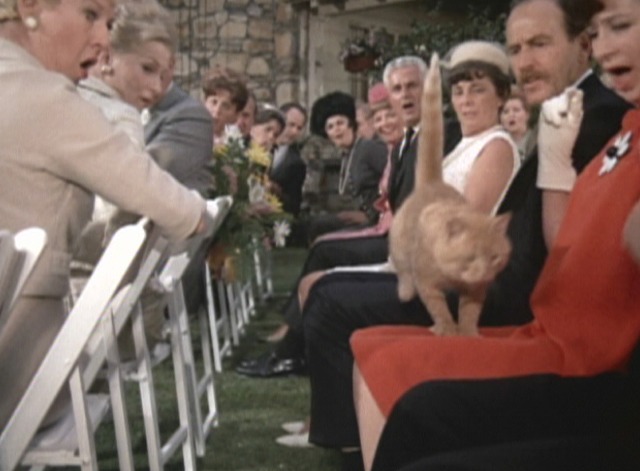 How Well Do You Know “The Brady Bunch”? cat