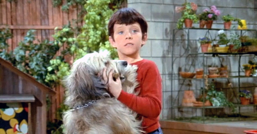 How Well Do You Know “The Brady Bunch”? dog