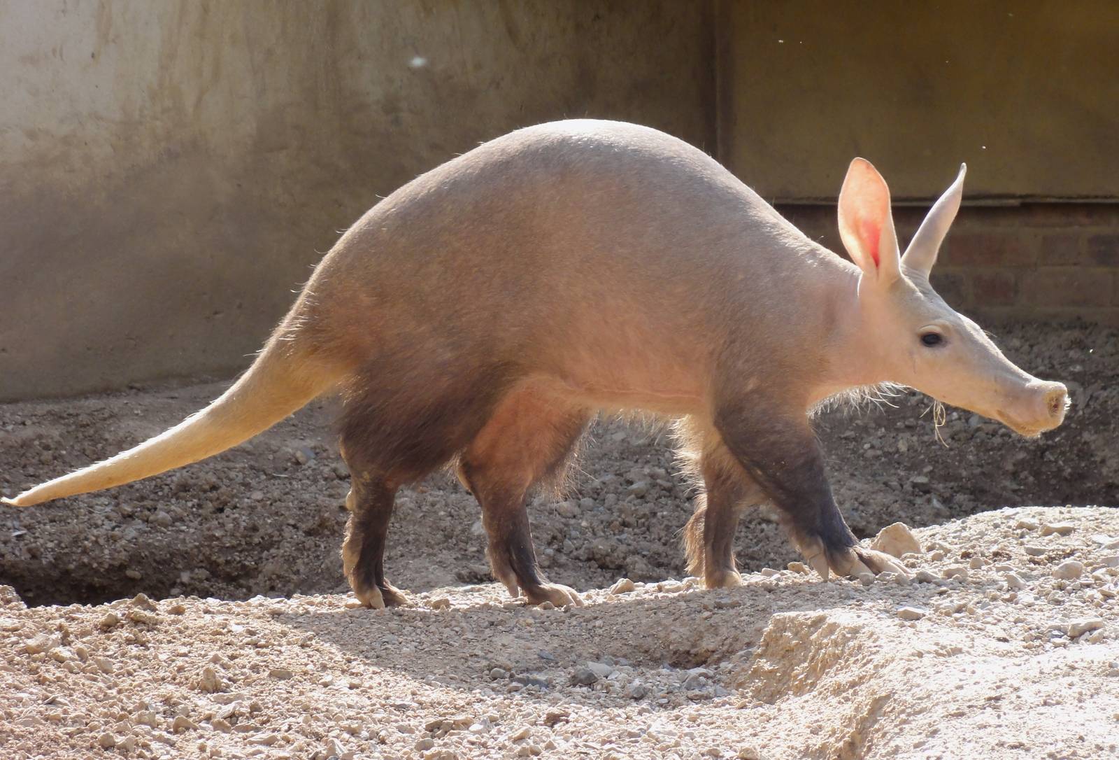 Can You Name These Animals? 02 Aardvark