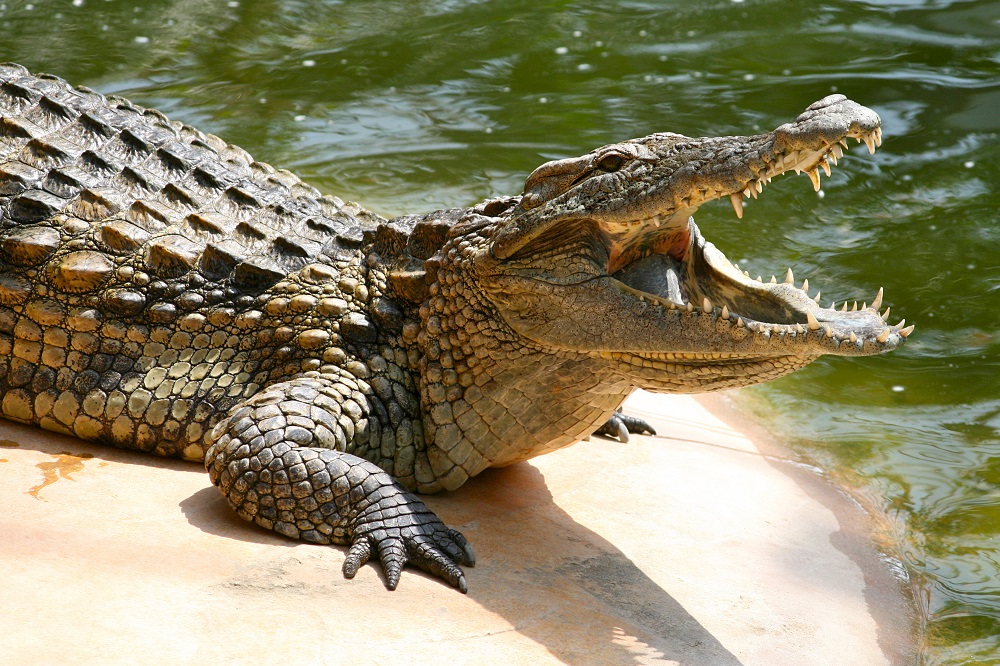 Can You Name These Animals? Quiz 03 Crocodile