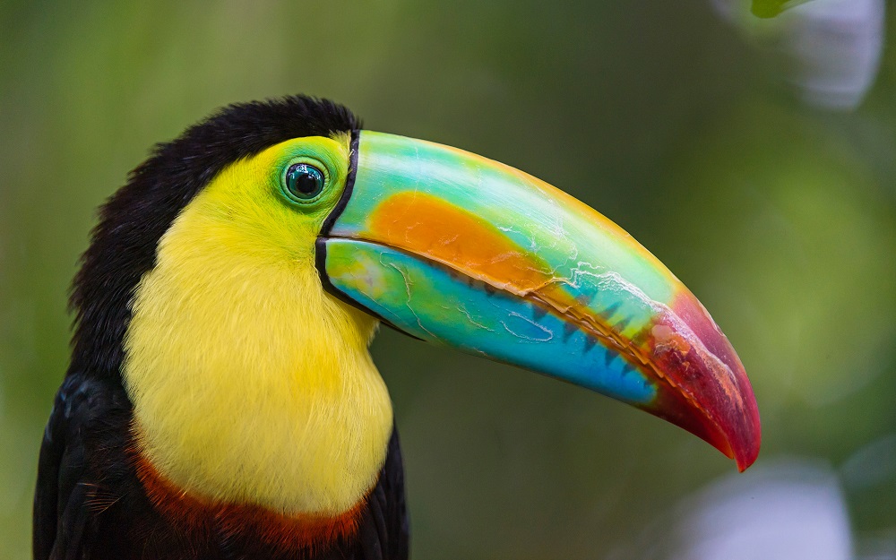 Can You Name These Animals? 04 Toucan