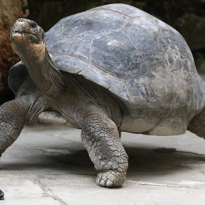 Alphabet Animals Pet Quiz Tortoise
