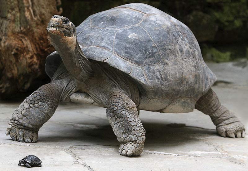 Can You Name These Animals? Tortoise