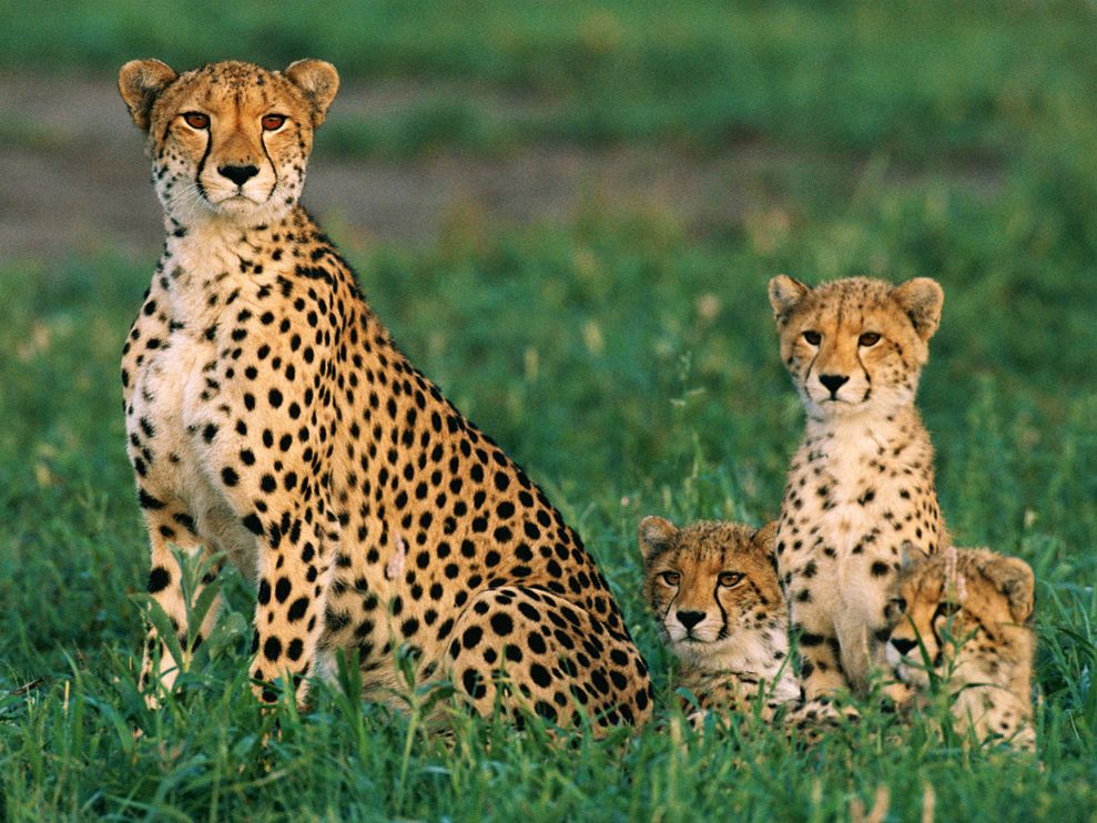 Your General Knowledge Is Good Only If You Can Pass This Quiz 07 Cheetah