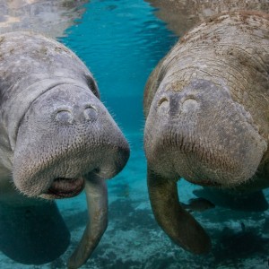 Can You Pass This “Jeopardy!” Trivia Quiz About Animals? What is a manatee?