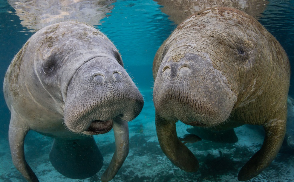 Can You Name These Animals? Manatee