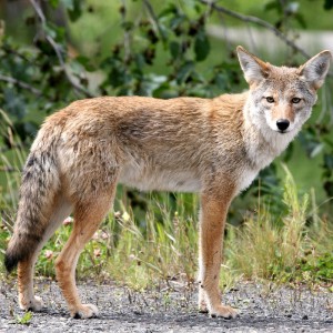 This Strange Animal Facts Quiz Gets Harder With Each Question — Can You Get 10/15? Coyotes