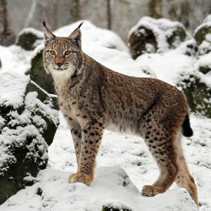 Alphabet Animals Pet Quiz Lynx