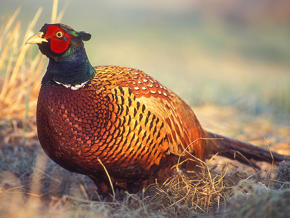 Can You Name These Animals? pheasants