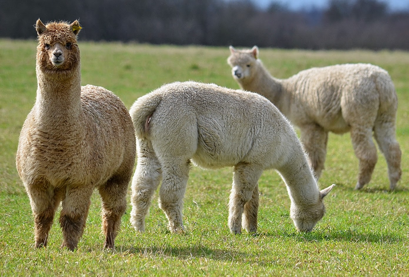 Can You Name These Animals? 14 Llama