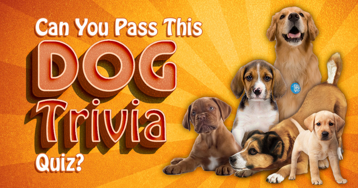 Can You Pass This Dog Trivia Quiz?