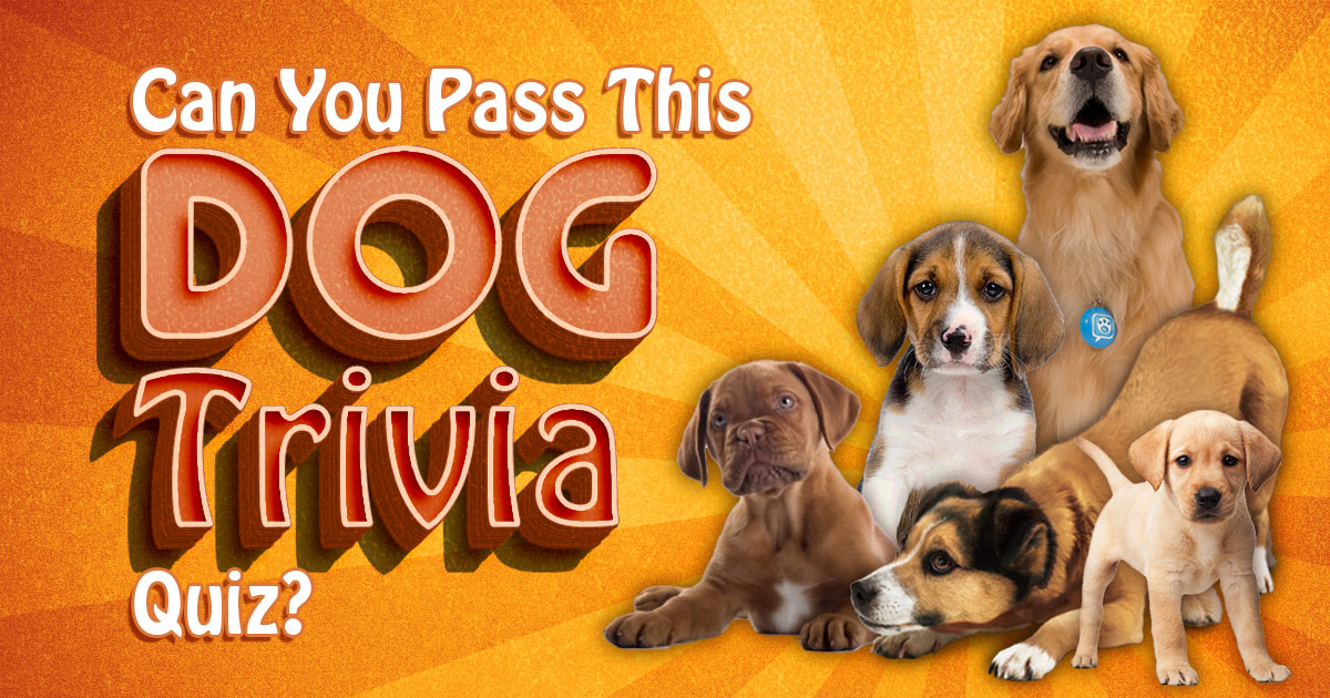 Can You Pass This Dog Trivia Quiz