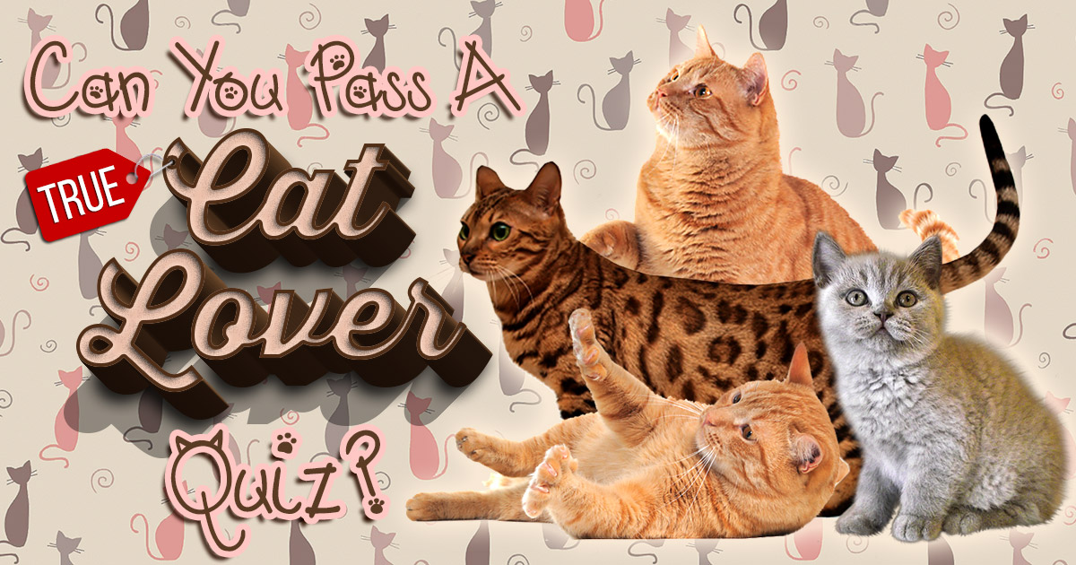 🐱 Can You Pass a True Cat Lover Quiz?