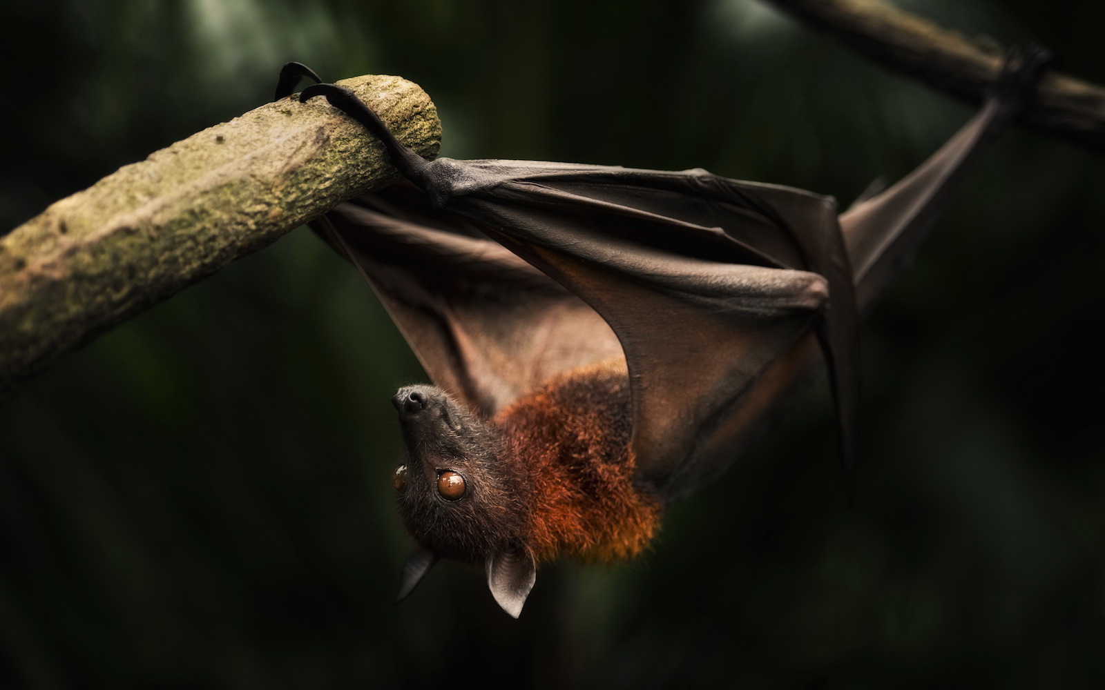 Animal Classification Quiz bat