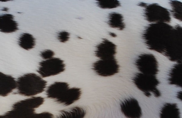 Can You Identify These Animals from Their Patterns? 01 dalmatian 1