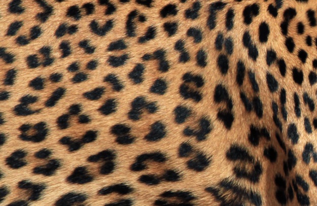 Can You Identify These Animals from Their Patterns? 06
