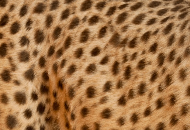 Can You Identify These Animals from Their Patterns? 12