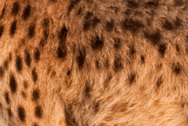 Can You Identify These Animals from Their Patterns? 13