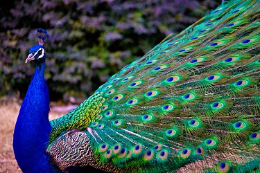 Most People Can’t Match 16/24 of These National Animals to Their Country on a Map – Can You? peacock