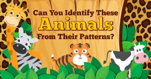 Can You Identify These Animals from Their Patterns? Quiz
