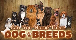 Dog Breeds Quiz! Can You Name Them? 🐶