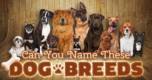 Dog Breeds Quiz: Can You Name Them? 🐶