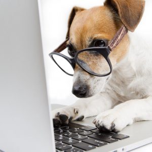Are You A Black Cat Or A Golden Retriever? Quiz Author
