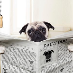 Are You A Black Cat Or A Golden Retriever? Quiz Reading news