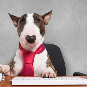 Are You A Black Cat Or A Golden Retriever? Quiz CEO