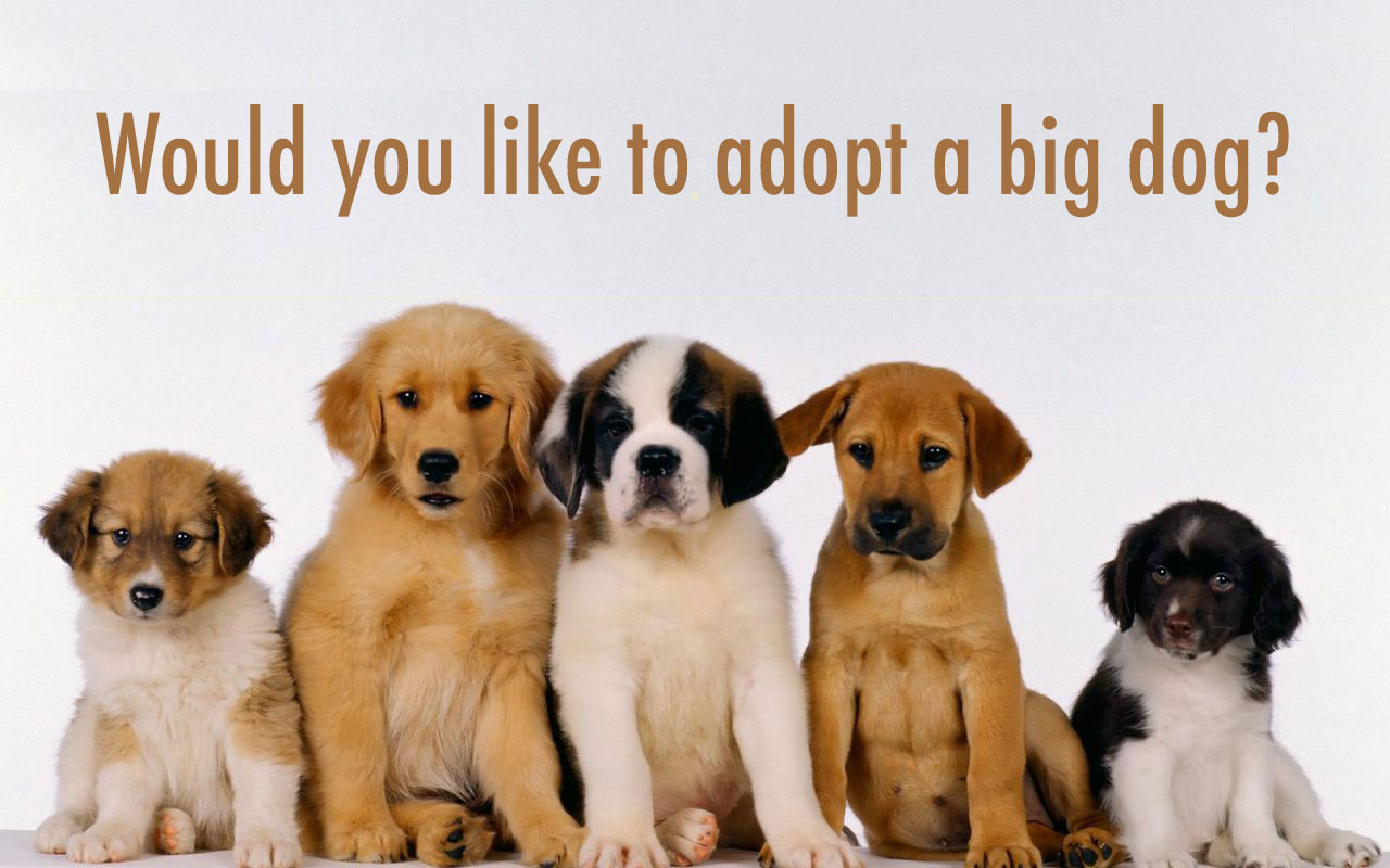 🐩 Which Dog Breed Should You Adopt? 🐕 Q18