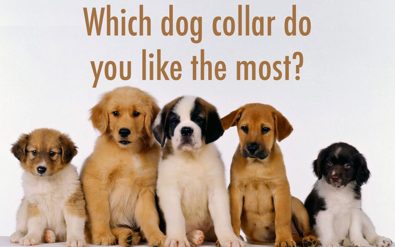 🐩 Which Dog Breed Should You Adopt? 🐕 Q85