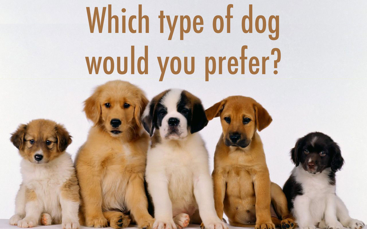 🐩 Which Dog Breed Should You Adopt? 🐕 Q107
