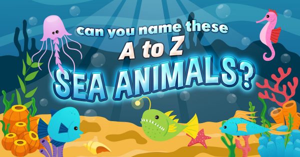 Can You Name These A-Z Sea Animals? 🐠🐡🦀🐬🐢