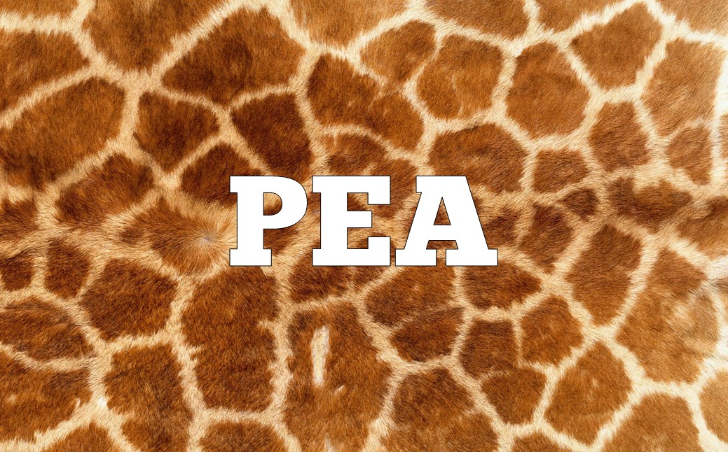 🦁 Can You Unscramble These Animal Anagrams? Slide130