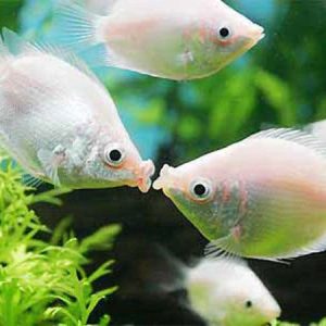 Fish