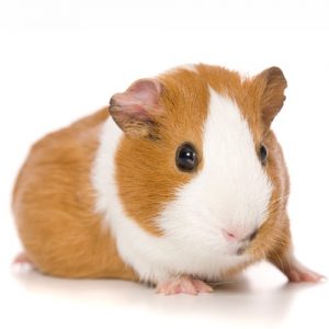 Guinea pig