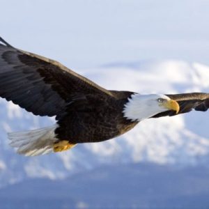 What Country Should You Actually Live In? Eagle
