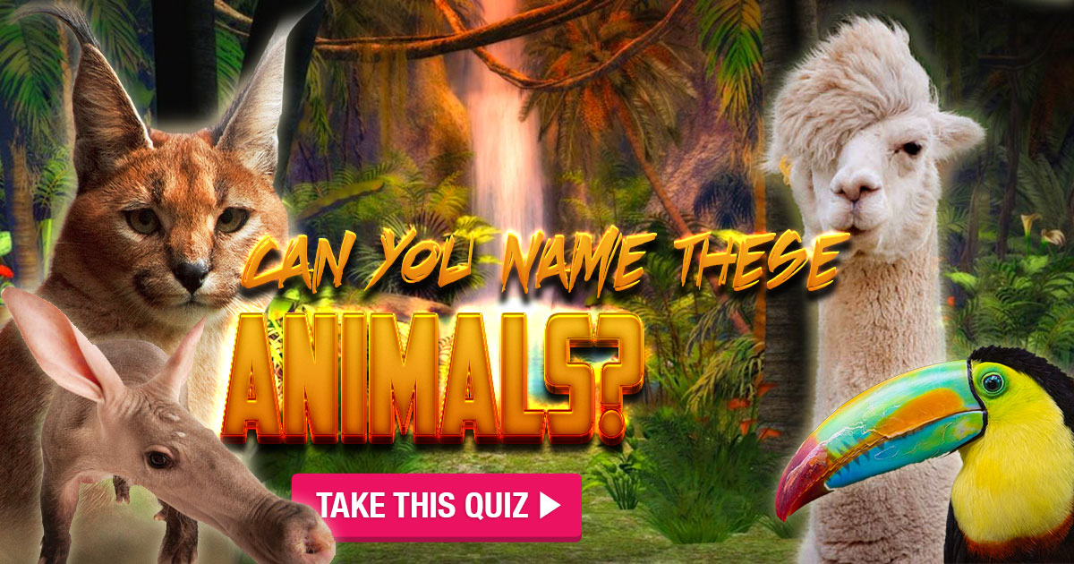 Can You Name These Animals?